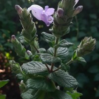 Strobilanthes gardneriana (Nees) T.Anderson